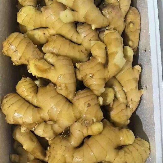 山东大肉姜、食品厂/工厂用姜巴