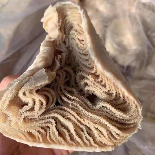 汕头牛百叶【新鲜干净】百叶半成品牛副牛杂煲批发商用高回购