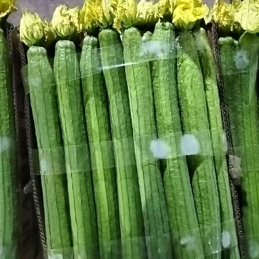 江苏连云港新鲜花丝瓜