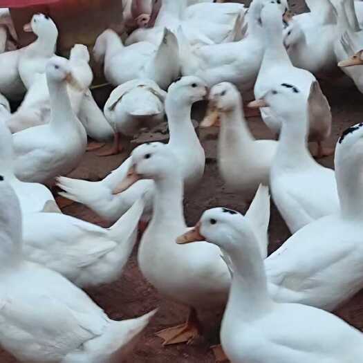 永丰县江西吉安永丰县优质半番鸭苗供应