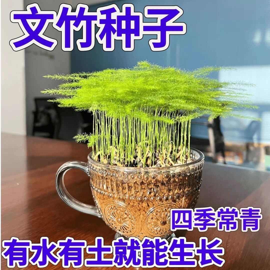 新品文竹种子文竹盆栽室内种植室外耐寒花种文竹种籽四季庭院种植
