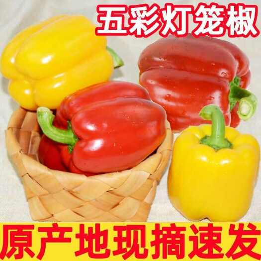 寿光市彩椒