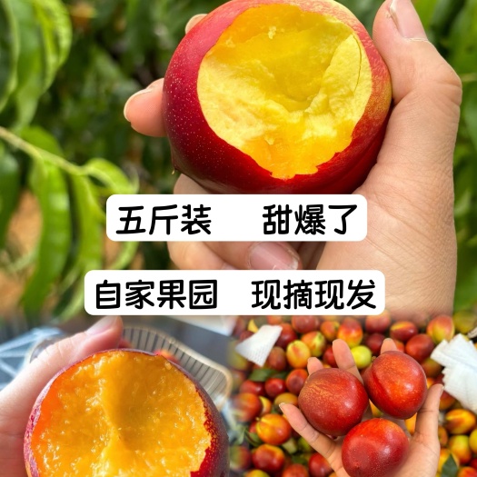 【湖北黄心油桃】露天种植桃 脆甜爽口 一件代发 整车批发