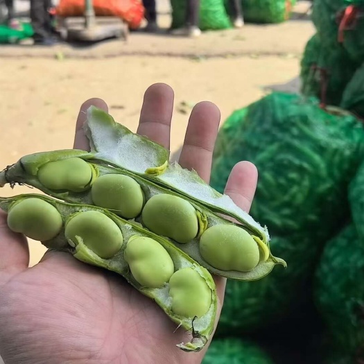 盐城精品蚕豆，大丰产区，物美价廉，一次合作，终身朋友，诚信为本。