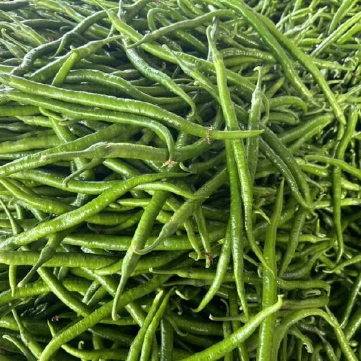 新苗二荆条青线椒8号线黄线椒大量上市