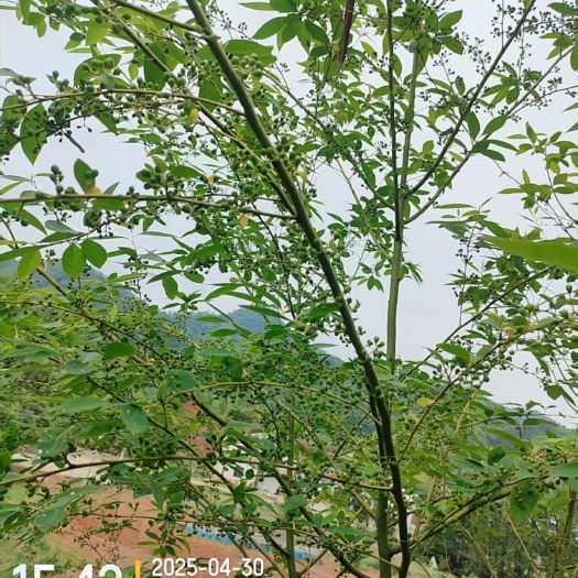 汨罗市自家种植木姜子