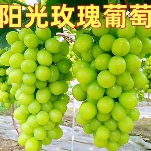 陆良县云南曲靖新鲜红地球葡萄批发 产地直发当季甜葡萄