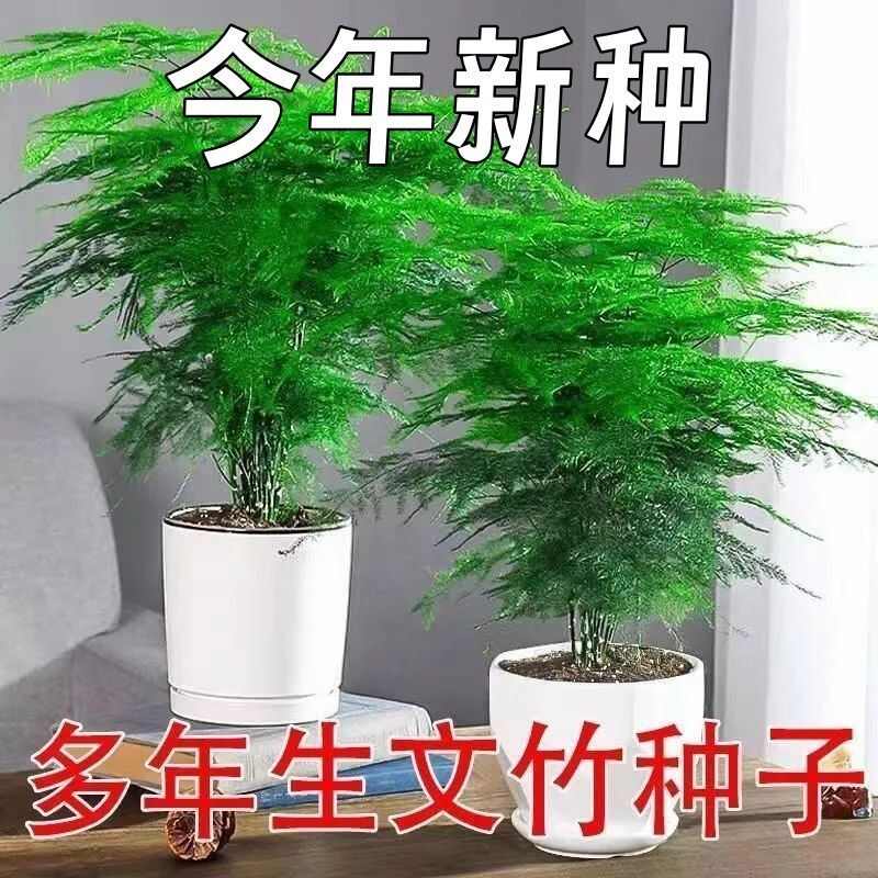 新品文竹种子文竹盆栽室内种植室外耐寒花种文竹种籽四季庭院种植