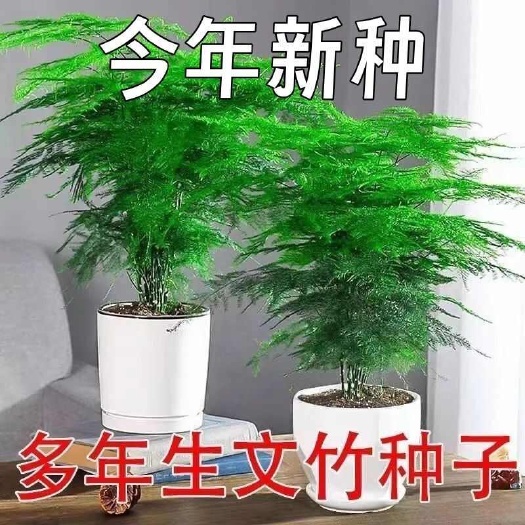沭阳县新品文竹种子文竹盆栽室内种植室外耐寒花种文竹种籽四季庭院种植