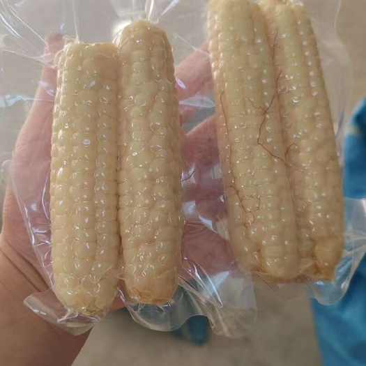 景洪市拇指小玉米版纳厂家直发，全面供应