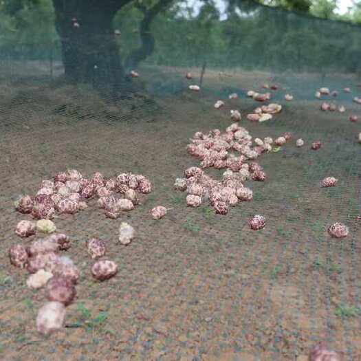 大量销售桑椹