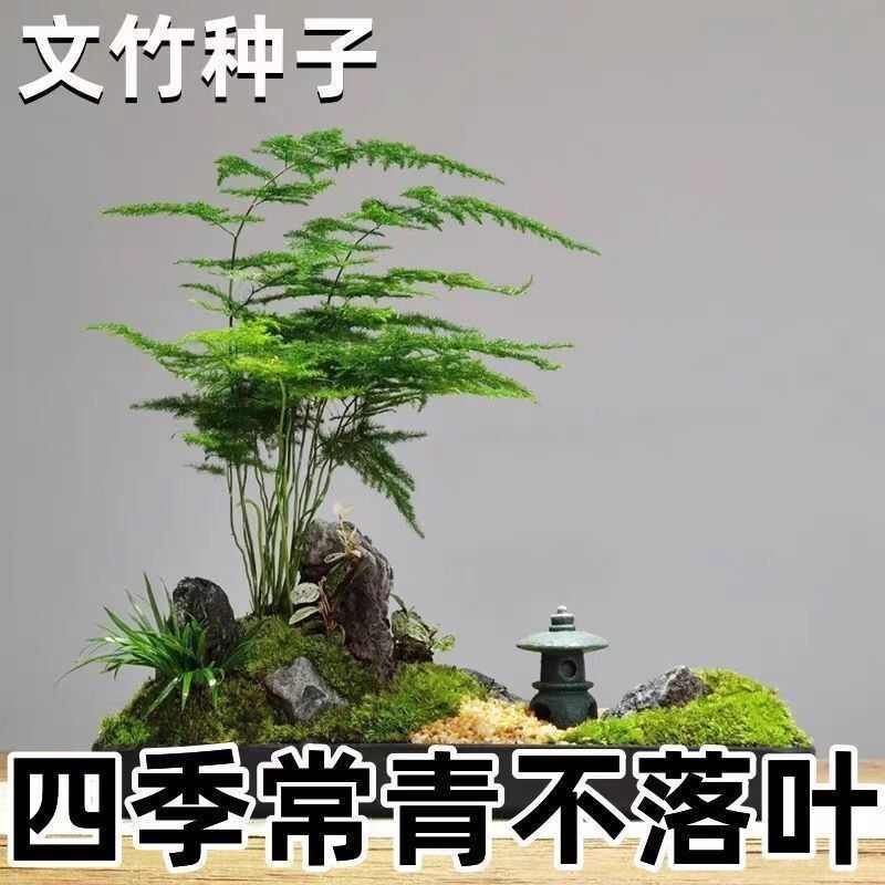 新品文竹种子文竹盆栽室内种植室外耐寒花种文竹种籽四季庭院种植