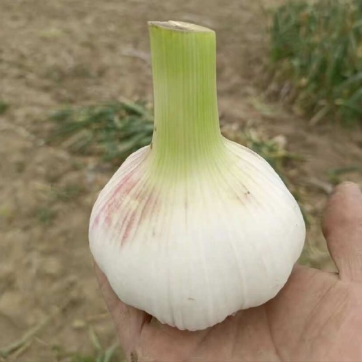 周口河南新鲜大蒜