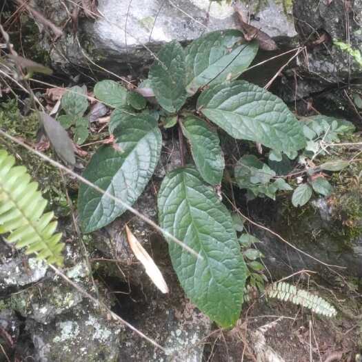 田东县广西深山，石上莲，软肝草