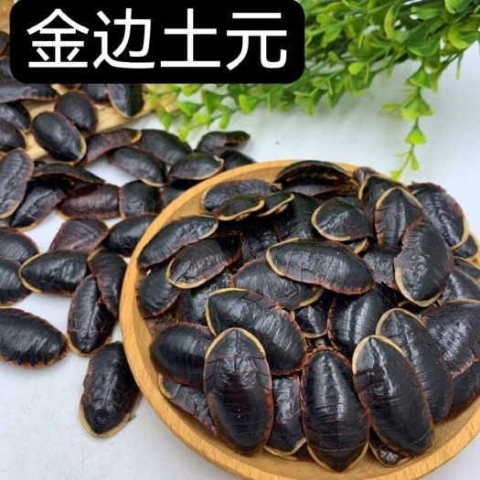亳州中药材土元 金边土元 土蹩 地蹩虫