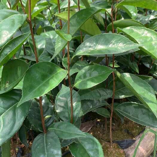 广宁县大果红花油茶苗