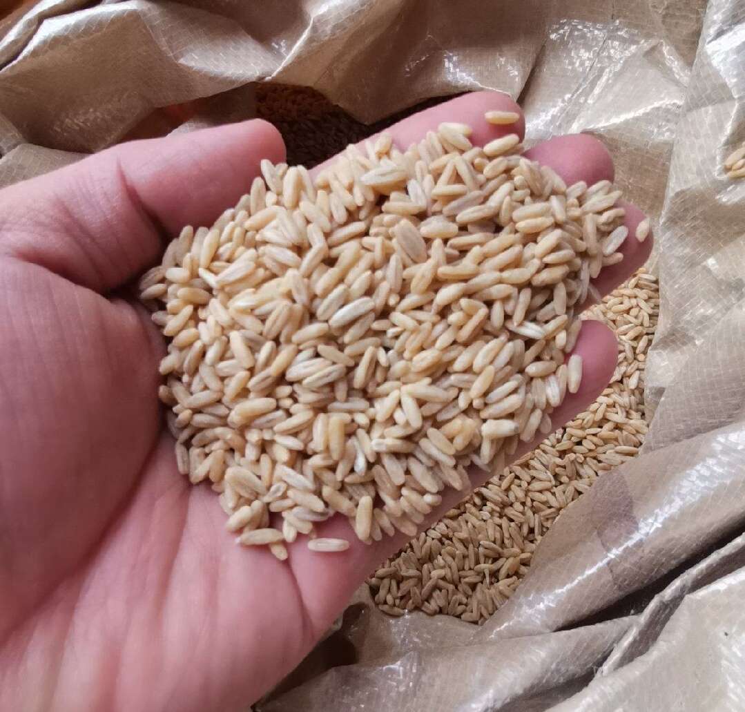 临沂麦仁五谷杂粮小麦仁煮粥麦仁粒煮粥