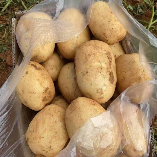 文山市丽薯白皮白心