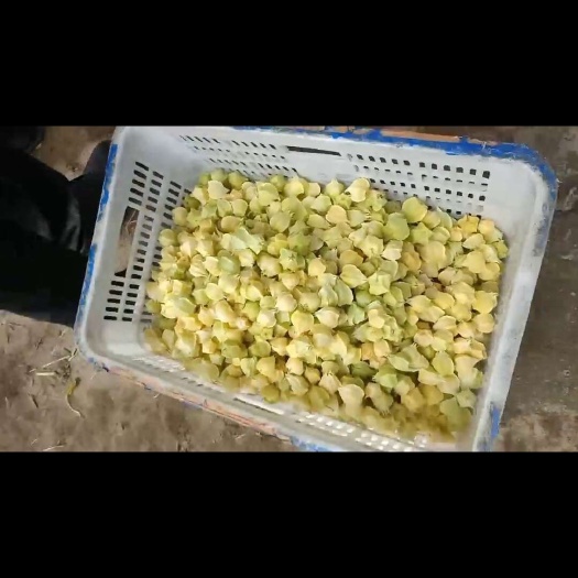 灯笼果