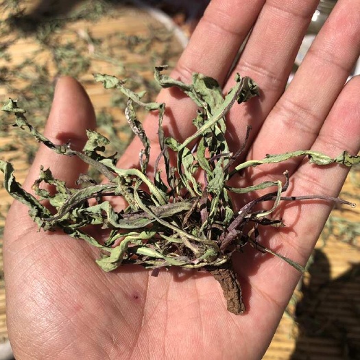 枣庄蒲公英，洗净晒干，无土无泥，直接晒干短根蒲公英