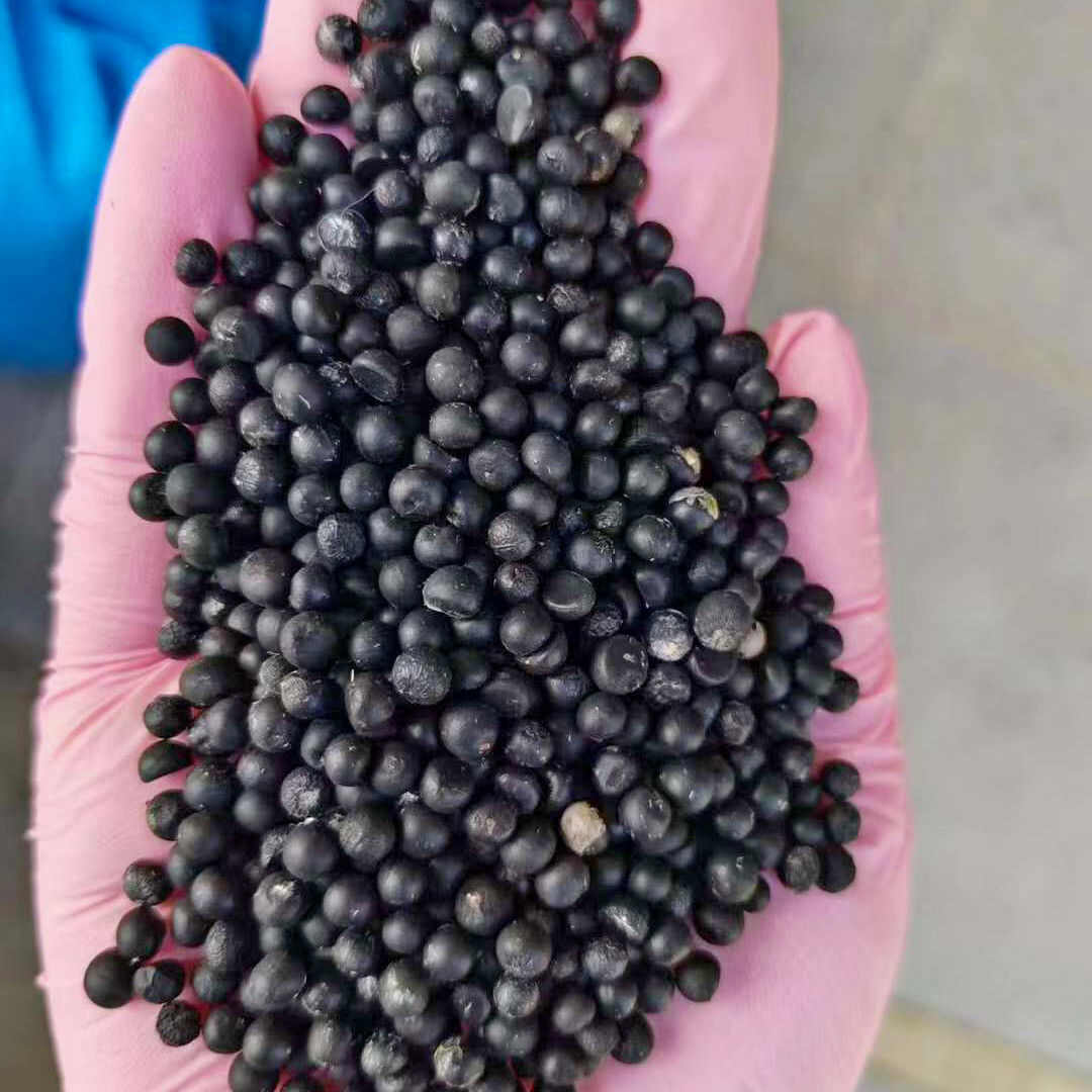 新品文竹种子文竹盆栽室内种植室外耐寒花种文竹种籽四季庭院种植