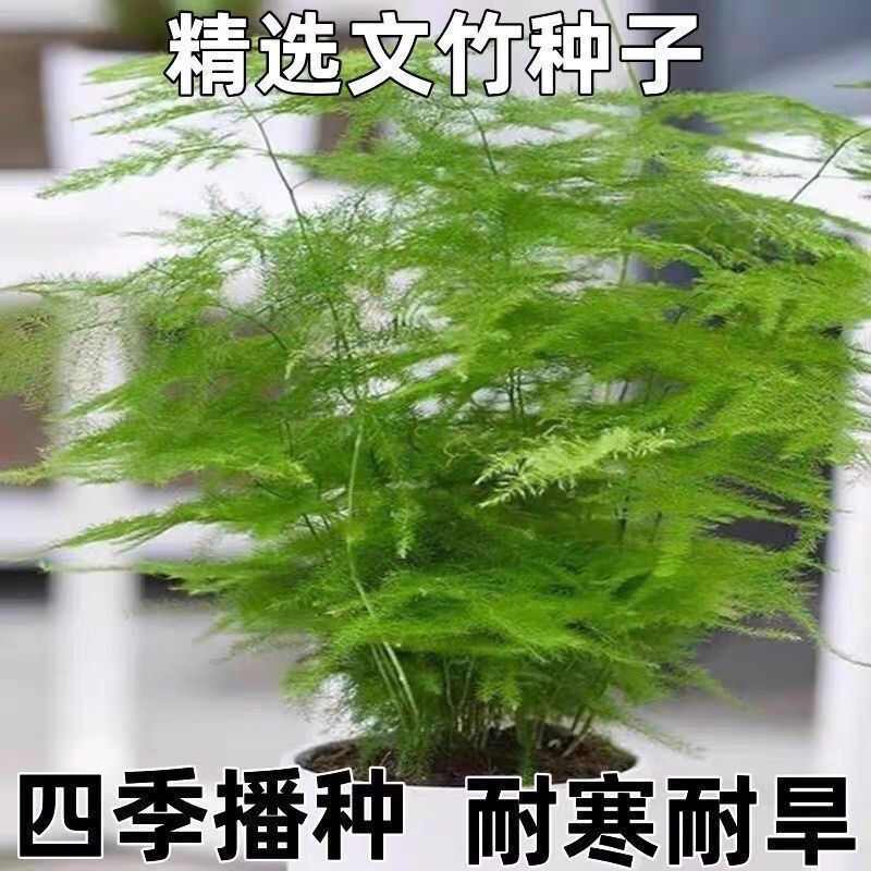 新品文竹种子文竹盆栽室内种植室外耐寒花种文竹种籽四季庭院种植