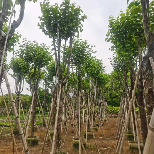 揭阳宫粉紫荆树