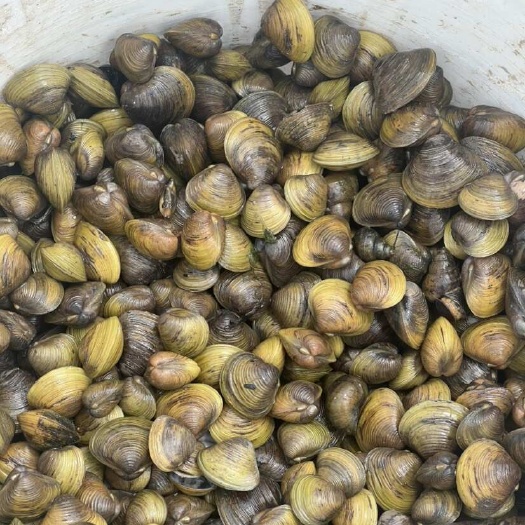 出大量河蚬