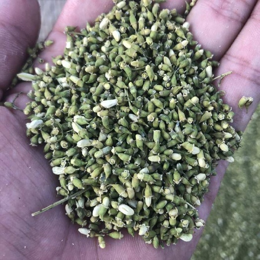 枣庄山东国槐米自然晾晒无硫无虫槐米茶自家槐树采摘