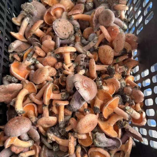 永顺县野生丛树菌开始了，