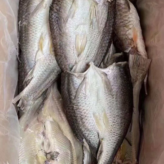 北海开边草鱼大量打包发货中，30斤一箱，送广告布