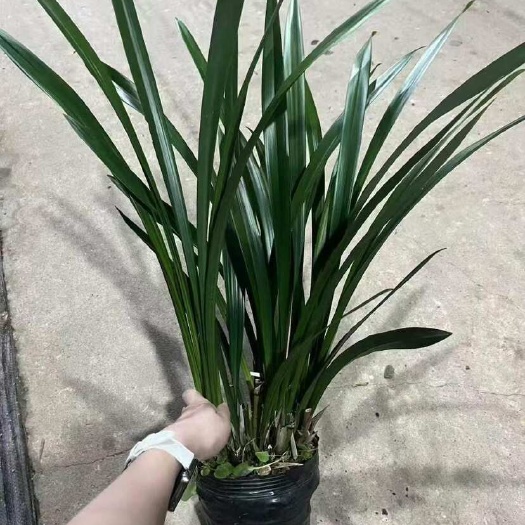 广州墨兰企黑，欢迎砸单