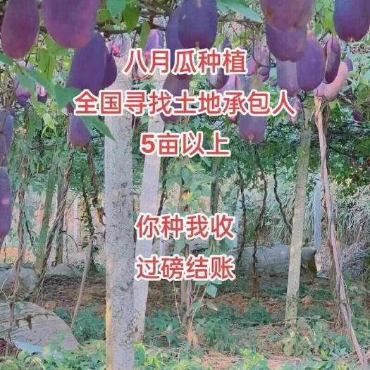 无籽八月瓜苗  1棵试种  丁社长包收 营养袋发货四季种植