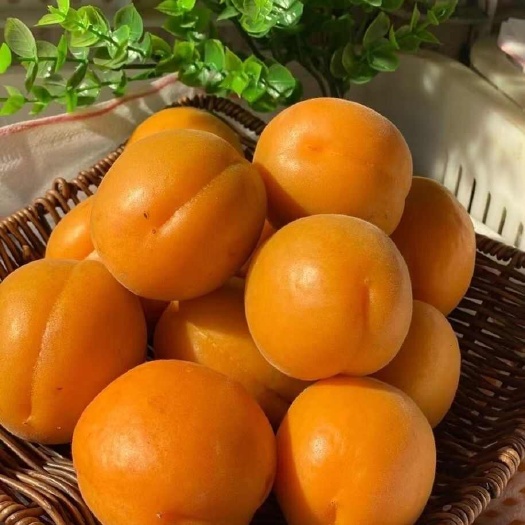 淄博【一件代发】金太阳大黄杏，基地现采，量大管够，对接线上线下