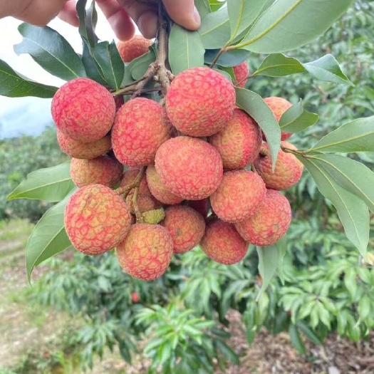 灵山县广西灵山￼￼荔枝白糖罂￼￼￼支持一件代发￼