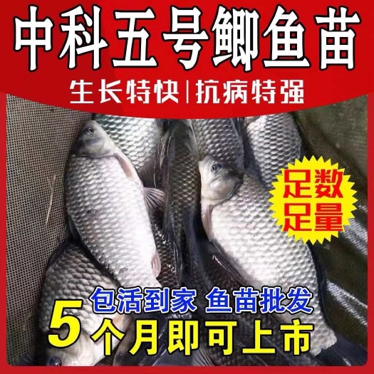广州中科5号鲫鱼苗淡水养殖鱼苗可食用工程鲫湘云鲫高背鲫活体鱼