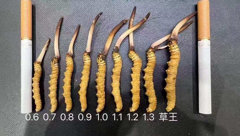 那曲2025鲜虫草大量批发，源头直供，送货到家！