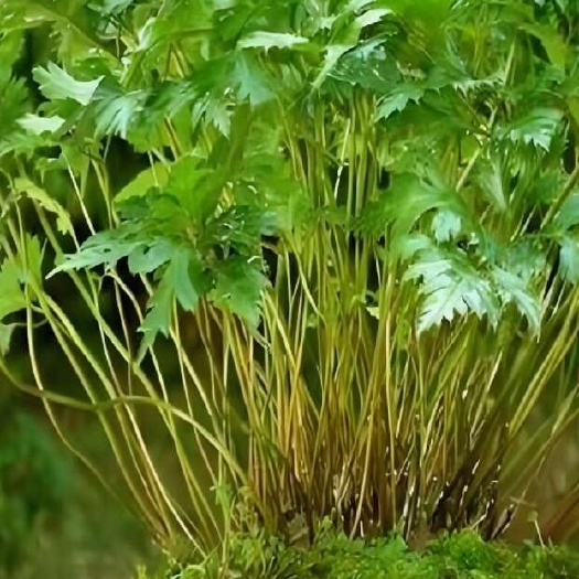江口县新鲜鸡爪黄连