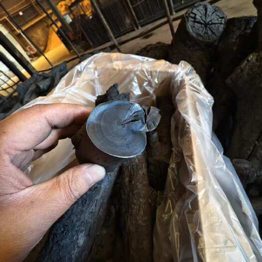 沭阳县机制木炭、竹炭、果木炭