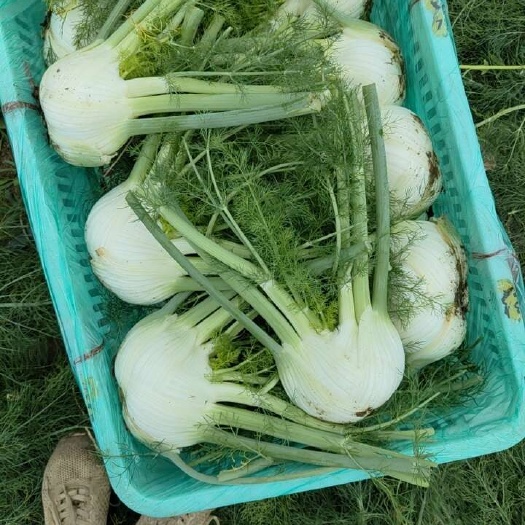 临沂精品茴香球