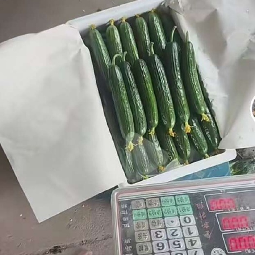 寿光市水果黄瓜