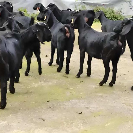 努比亚黑山羊苗种羊繁育基地大母羊羊苗繁育基地
