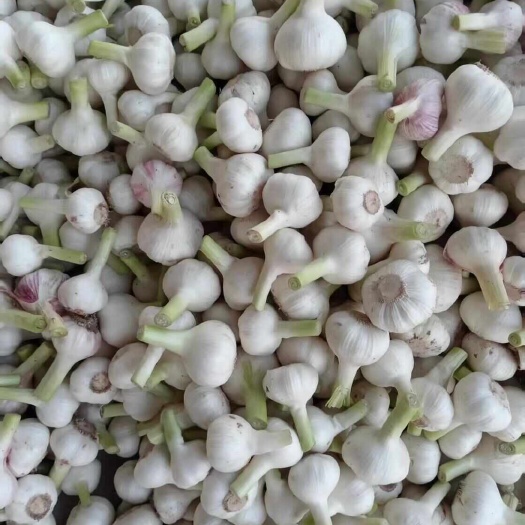 商丘河南商丘扒皮大蒜