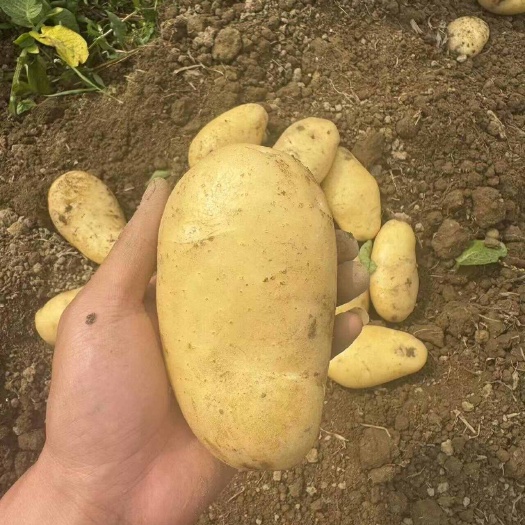 黄皮黄心土豆