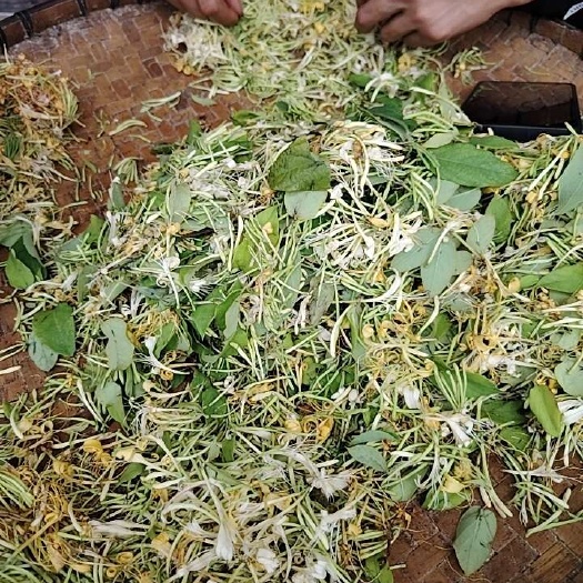富宁县云南文山富宁产优质金银花中药材批发零售