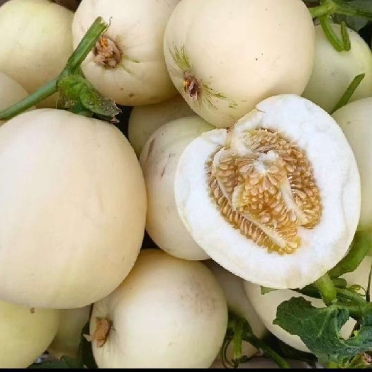 小白瓜，白玉香瓜，大量上市，价格便宜，囗感脆甜。