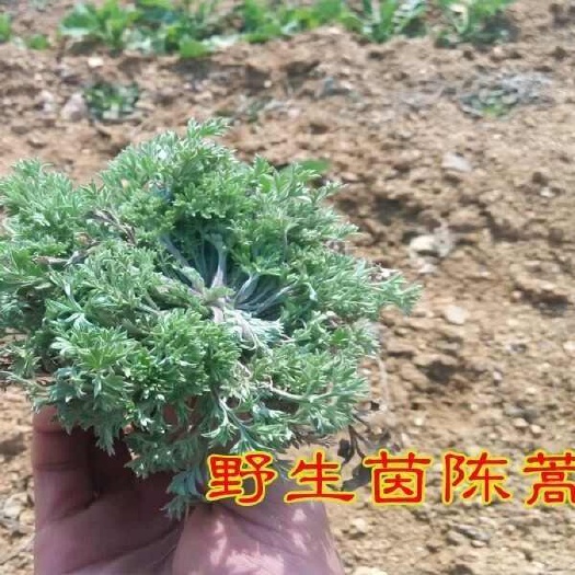 内蒙草原茵陈新鲜棉茵陈晾晒干货白蒿三月茵陈草原特产