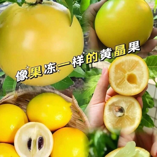 灵山县黄金果树苗四季奶香冬蜜黄晶六号黄宝石嫁接苗带花苞发货当年结果