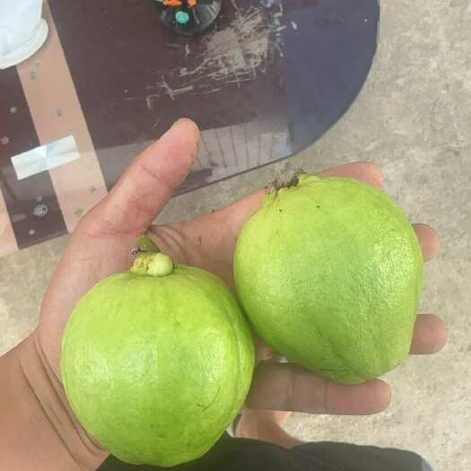 廉江市现在...香石榴... 价钱便宜…有需要的货主、老板请联系