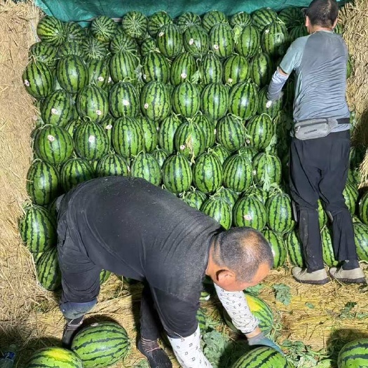 太康县河南甜王西瓜基地直发 万亩种植大户 供应各大平台欢迎咨询